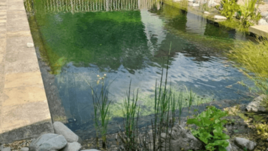 Swimming Pond
