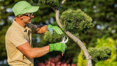 4 Key Factors to Consider When Choosing Arborist Courses