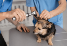 TCM for Dogs: Ancient Wisdom for Modern Pet Health
