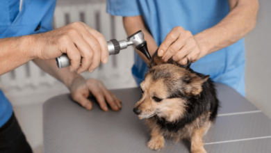 TCM for Dogs: Ancient Wisdom for Modern Pet Health
